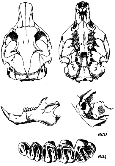 Череп берингийского суслика (Citellus parryi)