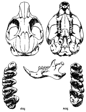 Череп малого суслика (Citellus pygmaeus)