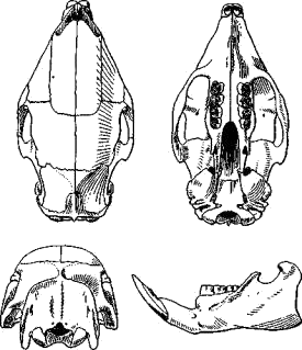 Череп индийского дикобраза (Hystrix leucura)