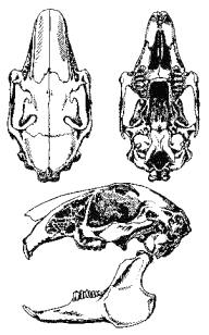 Череп зайца-русака (Lepus europaeus)