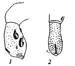 Пенисы мышовок (Sicista)
