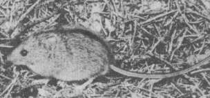 Лесная мышовка (Sicista betulina)