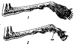 Задние конечности пятипалых тушканчиков (Allactaginae)