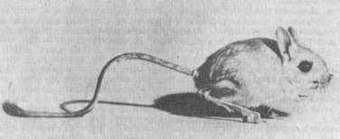 Тушканчик Бобринского (Allactodipus bobrinskii)
