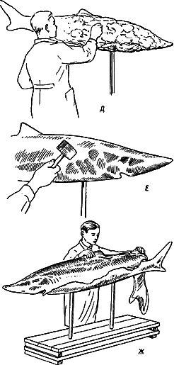 Скульптурный метод моделирования крупных рыб (осетр, сом)