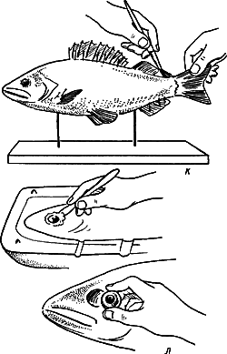 Изготовление одностороннего чучела крупночешуйной рыб (барельеф)