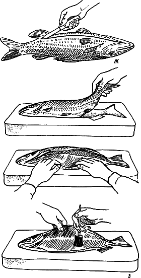 Изготовление одностороннего чучела крупночешуйной рыб (барельеф)