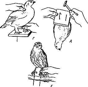 Изготовление чучел птиц среднего размера