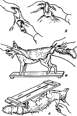 Моделирование чучела среднего по размеру животного (енот, лисица, песец и т.д.)