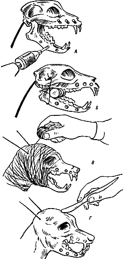 Моделирование головы на натуральном черепе с открытой пастью