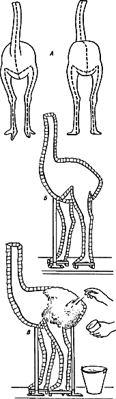 Формовка фигуры страуса