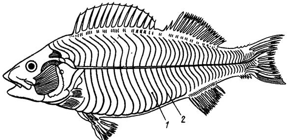Мускулатура костистой рыбы (окуня) 