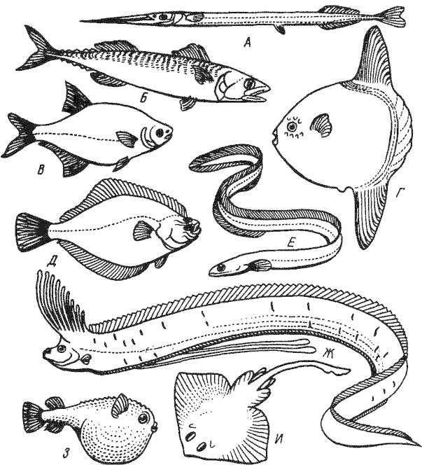 Типы формы тела рыб