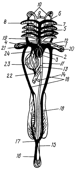 Схема кровеносной системы костистой рыбы