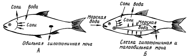 Механизмы осморегуляции у костистых рыб