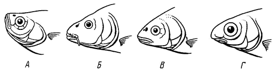 Положение рта у карповых рыб
