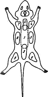Порядок мечения зверьков окраской или выстриганием шерсти на разных частях тела (1-9)
