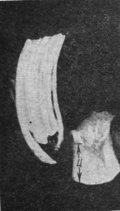 Первые нижние предкоренные зубы бобра-сеголетка (слева) и старого бобра (справа)