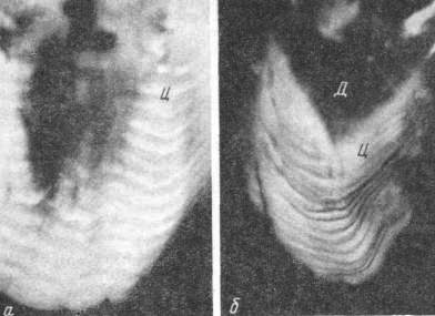 Нижняя часть первого нижнего предкоренного зуба (а) и третьего нижнего коренного зуба (б) старого бобра