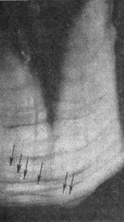 Нижняя часть третьего нижнего коренного зуба взрослого бобра 