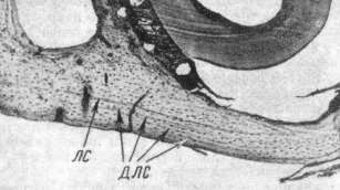 Нижний край тела нижней челюсти под резцовым каналом полевой мыши V возрастной группы