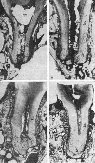 Продольные срезы третьих нижних коренных зубов полевых мышей