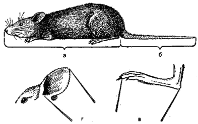 Способы измерения частей тела мелких млекопитающих