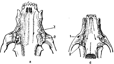 Коренные зубы верхней челюсти барсука (а) и харзы (б)
