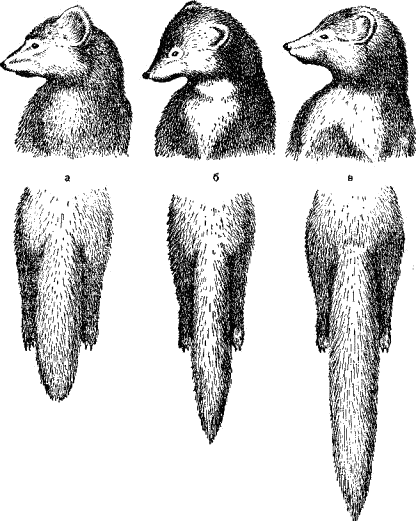 Горловые пятна и хвосты соболя (а), лесной куницы (б) и каменной куницы (в)