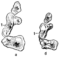 Коренные зубы верхней челюсти лесной (а) и каменной (б) куниц