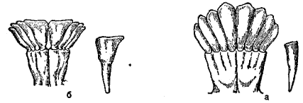 Резцы нижней челюсти западно-кавказского козла (а) и джейрана (б)