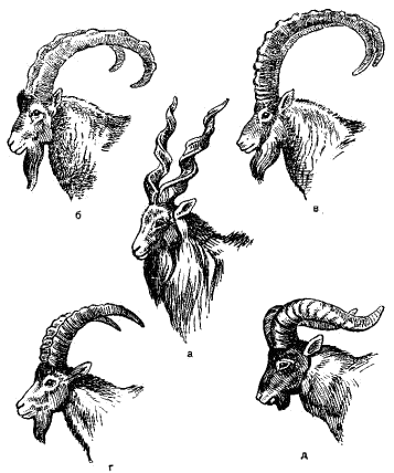 Головы винторогого (а), безоарового (б), сибирского (в), западно-кавказского (г) и восточно-кавказского (д) козлов