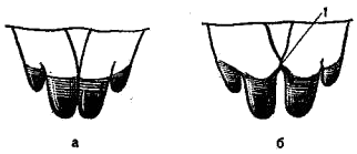 Строение резцов верхней челюсти обыкновенной (а) и гигантской (б) бурозубок