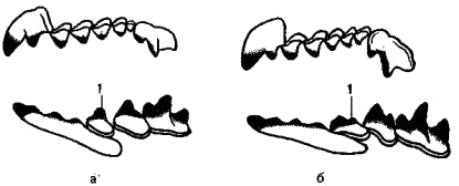 Рис. 27. Зубы обыкновенной (а) и альпийской (б) бурозубок