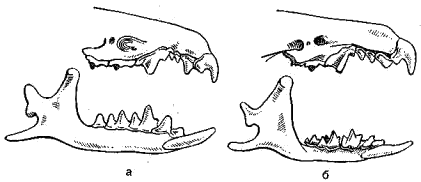 Зубы малой (а) и гирканской (б) белозубок