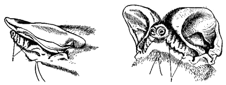 Голова широкоухого складчатогуба