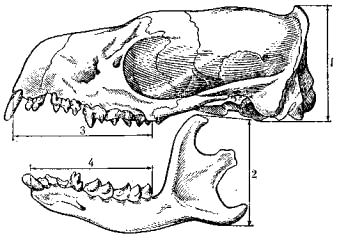 Измерение черепов млекопитающих