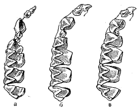Зубы верхней челюсти водяной ночницы (а),   нетопыря-карлика (б) и кожановидного нетопыря (в)