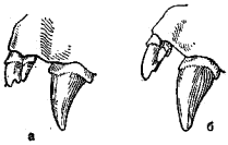 Резцы и клыки верхней челюсти северного кожанка (а) и кожана Огнева (б)