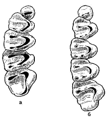 Коренные зубы верхней челюсти европейского (а) и тяньшаньского (б) сусликов