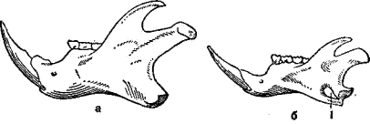 Нижняя челюсть черепа сони-полчка (а) и садовой сони (б)