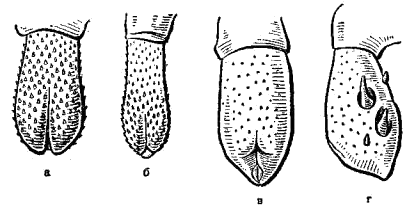Головки половых членов самцов различных мышовок