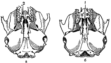 Костное нёбо черепов серых (а) и каменных (6) полевок