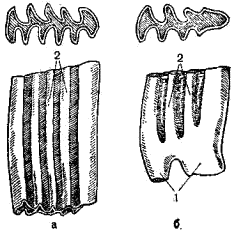 Коренные зубы взрослых каменных и серых (а) и лесных (б) полевок