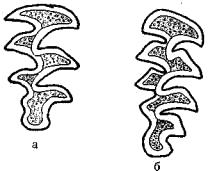 Последний коренной зуб верхней челюсти обыкновенной (а) и северной (б) полевок
