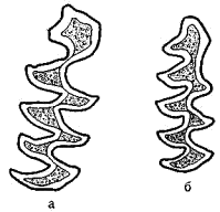 Первый коренной зуб нижней челюсти полевки Брандта (а) и арчевой полевки (б)