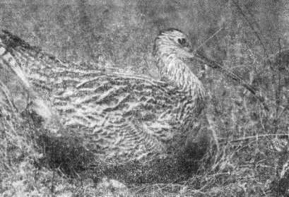 Большой кроншнеп (Numenius arquata) на гнезде с кладкой на сфагново-осоковом болоте