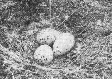 Гнездо сизой чайки (Larus canus) на моховой сплавине Охотничьего оз
