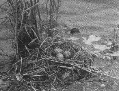 Один из типов гнезд речной крачки (Sterna hirundo) на мелководье