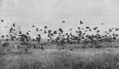 Стая сизых голубей (Columba livia), прилетевшая из Ленинграда на кормежку в поле